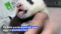 Le bébé panda du zoo de Taipei ouvre ses yeux pour la première fois
