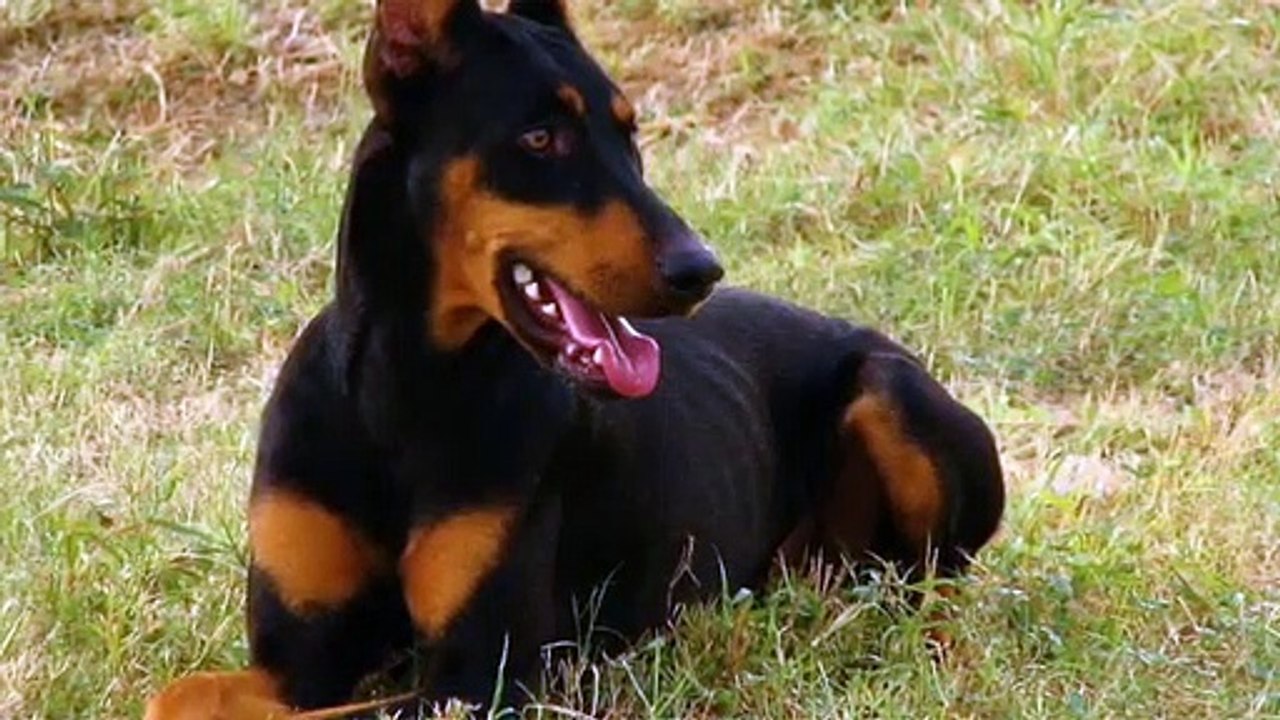 Doberman Pinscher Dog Breed Information