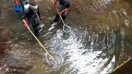 Sécheresse : dans le Lot, la pêche de sauvetage à la rescousse des poissons