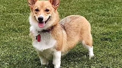 Dorgi Dog Breed Info and Characteristics