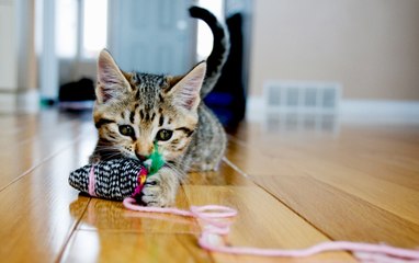 7 Fun Games to Keep Your Cat Entertained All Day Long