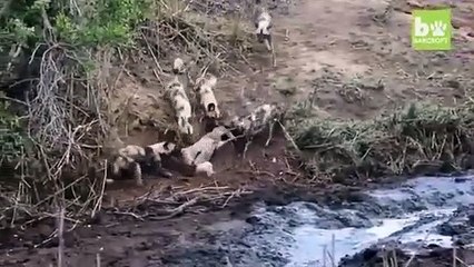 Regardez qui vient sauver une antilope d’une bande de prédateurs