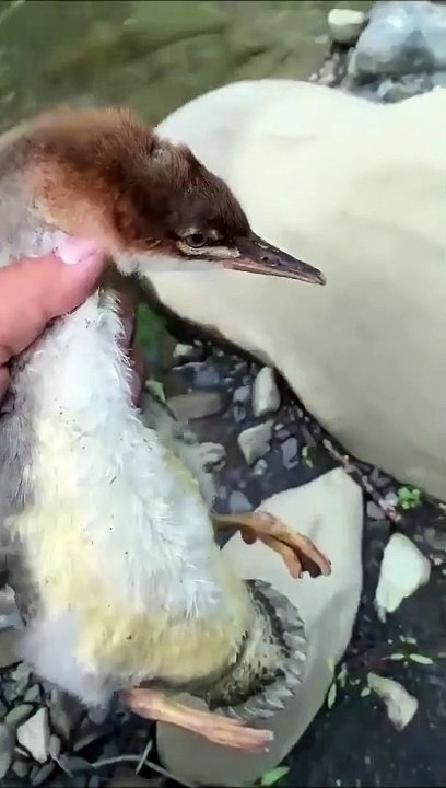 Ce canard peut battre Usain Bolt en sprint