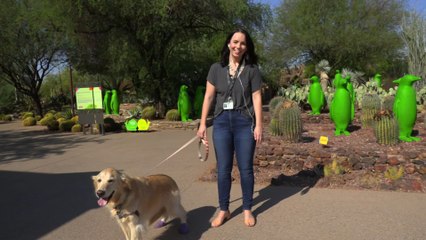 It’s Dog Days at the Desert Botanical Garden