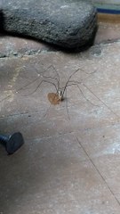 Daddy Long Legs Drinks a Droplet