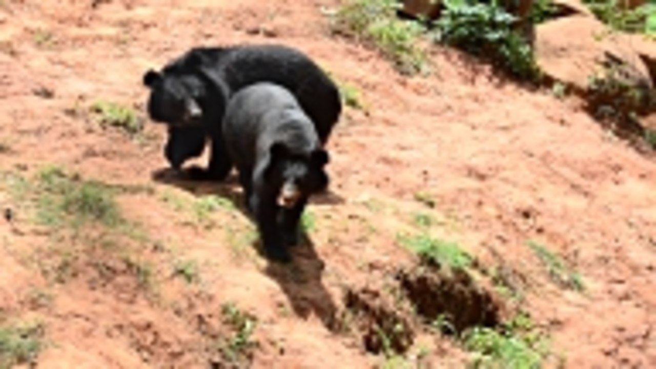 Tired Mama Bear Chastises Mischievous Cub for P...