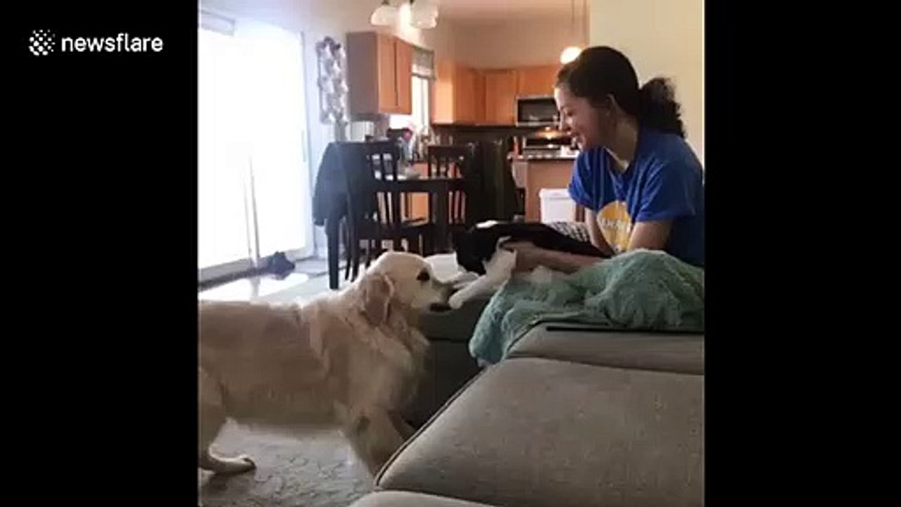 Wisconsin dog is thoroughly humiliated by his boxing opponent, a small cat