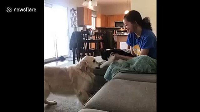 Wisconsin dog is thoroughly humiliated by his boxing opponent, a small cat