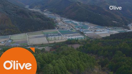 삼성 지펠아삭 #메탈그라운드_Road [강원 평창 고랭지 배추김치 편]