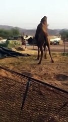A quarrel between a camel and a donkey