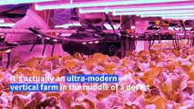 High-tech farmers sow seeds of 'green revolution' in Dubai desert