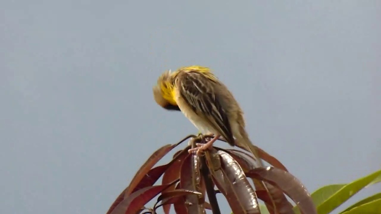 beautiful birds