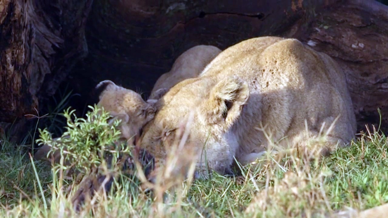 Big Cat Tales S01E03 Battle on the Plains #DocuEngsubChannel