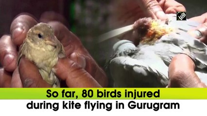 So far, 80 birds injured during kite flying in Gurugram