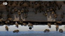 Gökçeada’da “üstün vasıflı“ kraliçe arı üretiliyor