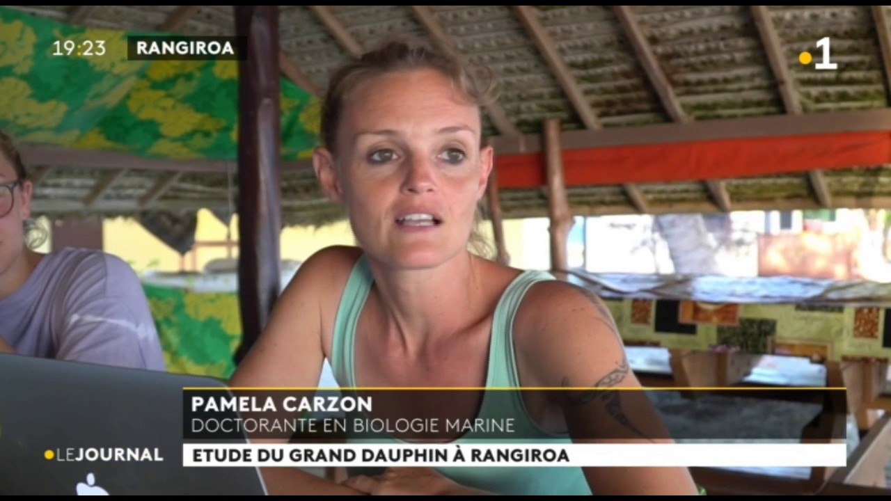 Les dauphins de Rangiroa comme sujet d’étude