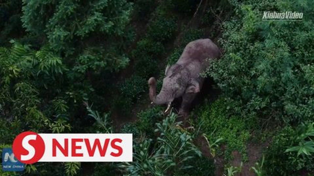 Drones mitigate human-elephant conflict in Yunnan, China