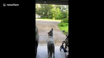 Husky in Florida howls for crying dog in the distance