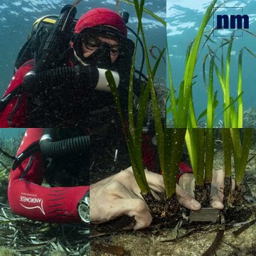 Ces plongeurs tentent de transplanter des posidonies, décimées par l'Homme, dans la baie d'Antibes