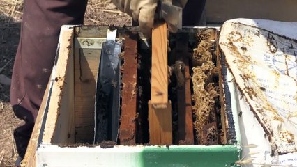 Adıyaman'ın 'yerli bal arıları' çoğaltılacak