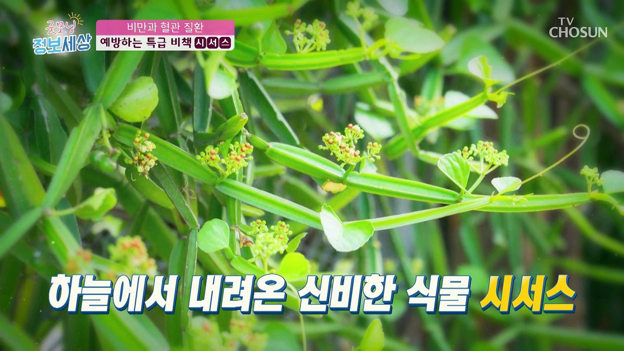 ❛☐☐☐❜ 혈관 질환 예방하는 특급 비책✌