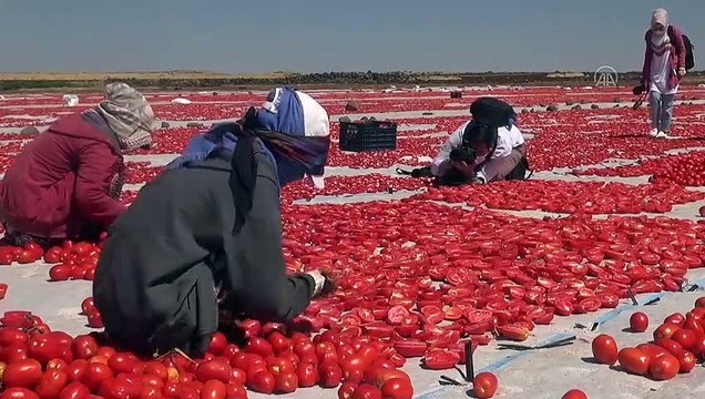 Kurutmalık domates sergisi fotoğrafçılara doğal stüdyo oldu - ŞANLIURFA
