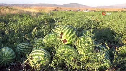 Karpuz tarlasında doğdu, karpuz yetiştiricisi oldu