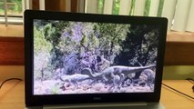 Walking With Dinosaurs Big Al Hunting Dryosaurus French