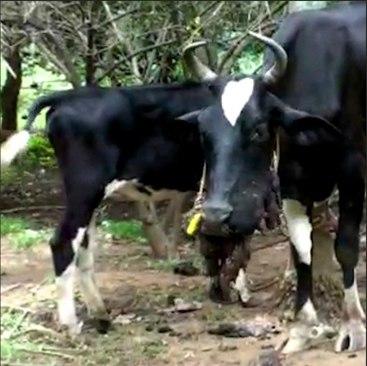 Cow dies in Tamil Nadu after country-made bomb blows up inside mouth