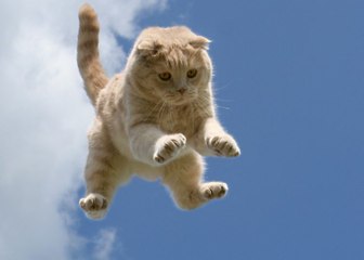 Littéralement assommé par un chat qui lui est tombé sur la tête...