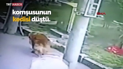 Başına komşusunun kedisi düştü, 23 gün hastanede kaldı