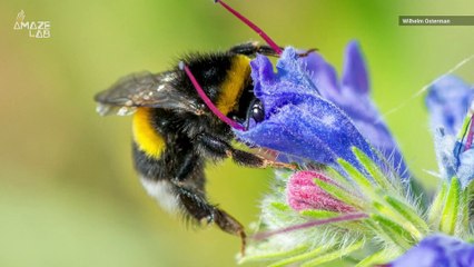 City Life Makes Bumblebees Larger Than Rural Ones