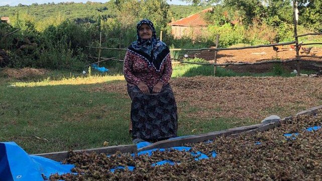 Fındıkları çalınmasın diye tarlada nöbet tutarken evine hırsız girdi
