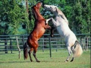 Cheval