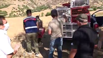 Tunceli’de bin adet keklik doğaya salındı