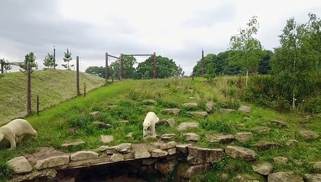 Polar Bears At Yorkshire Wildlife Park