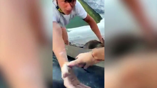 Salvan a un zorro de ahogarse en Roquetas de Mar (Almería)