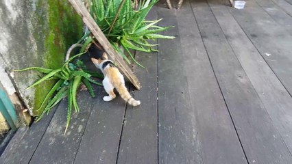 playing together, happy forever