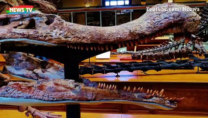 Cá sấu khổng lồ thời tiền sử sống ở châu Phi có thể nuốt chửng khủng long