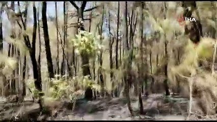 Kızılçam ormanı, kömür deposuna döndü!