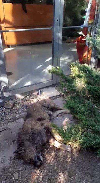 Ankara Adliyesi ve Cer Modern'in Yanı Başında Köpek Katliamları!