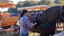 Le Cailar : tri de taureaux et abrivado avec les Calèches de Camargue