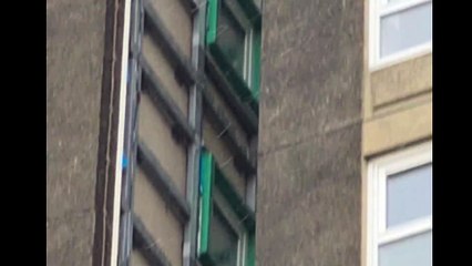 Peregrine falcons