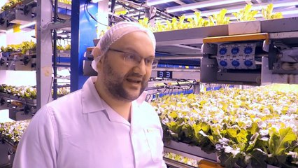 "ثورة زراعية" وسط الصحراء في دبي سعيا لتعزيز أمنها الغذائي