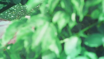 ブライダルハウスTUTU 沖縄「TUTU Kiss」2017年