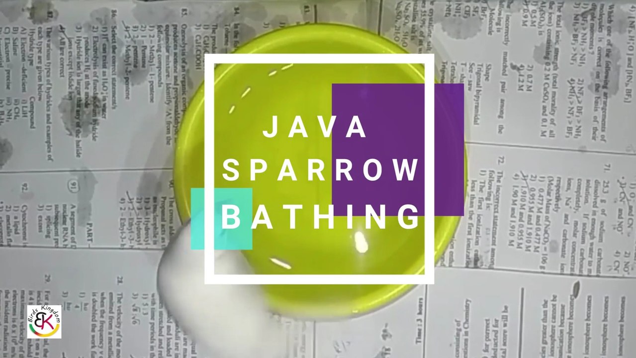 Java Sparrow Bathing