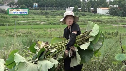 배보다 배꼽이 크다! 닭들을 위해 연잎 농사까지 직접?!