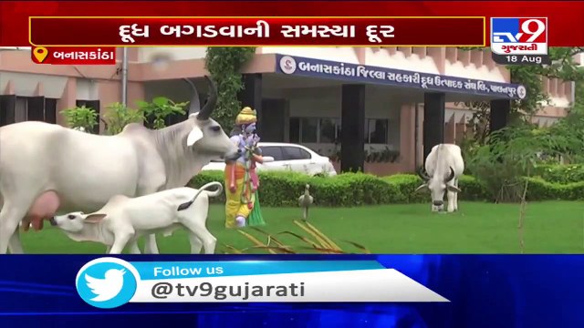 Banas dairy launches 90 day fresh Amul Moti milk pouch, Banaskantha - Tv9GujaratiNews
