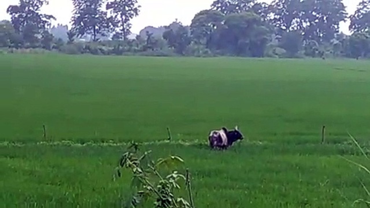 किसान की खेती को नुकसान पहुंचाते आवारा गोवंश