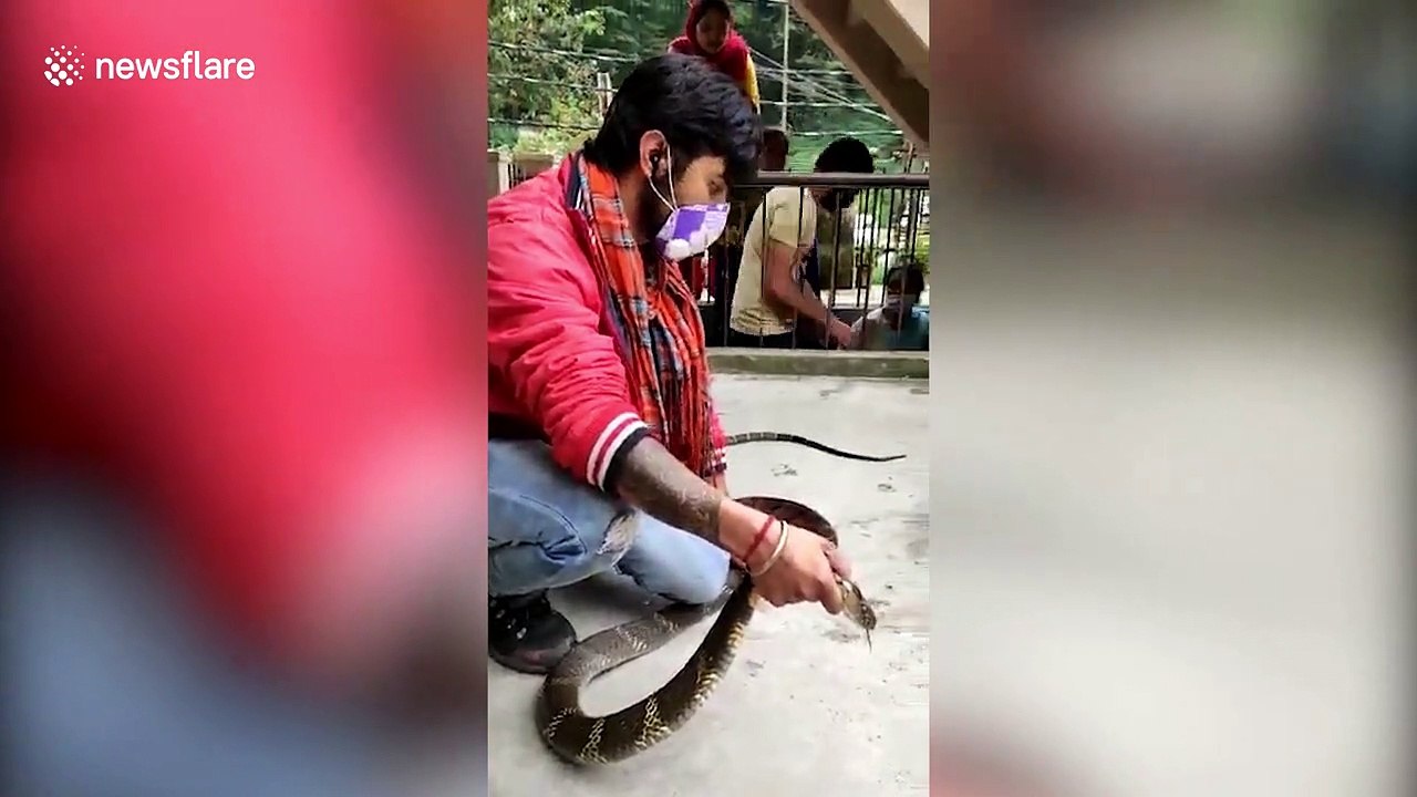 Snake rescuer retrieves king cobra from northern Indian home
